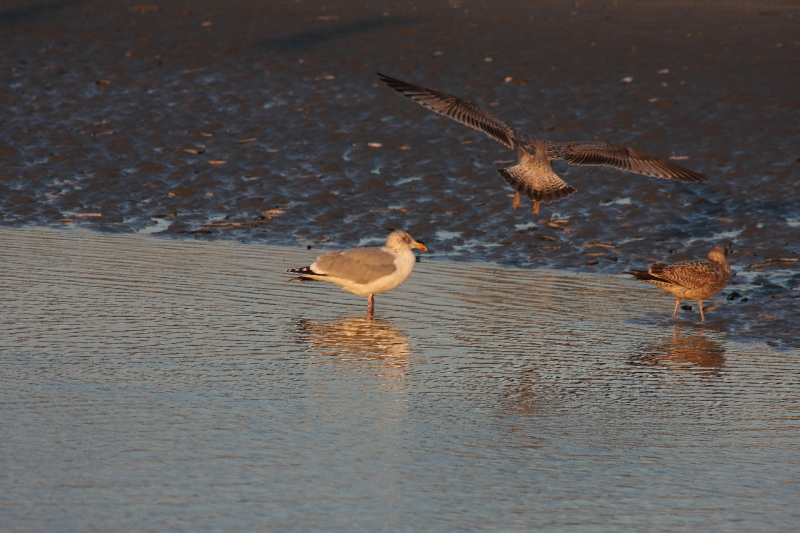 Bord de mer avec mouettes.JPG